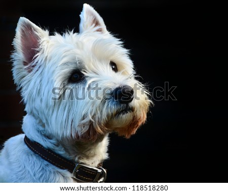A Beautiful White West Highland Terrier Isolated on Black Background