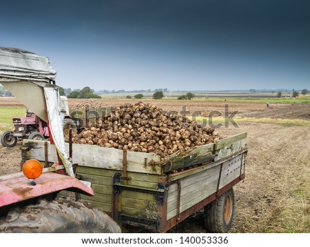 A vintage tractor carrying a load of potatoes in an old wooden trialer