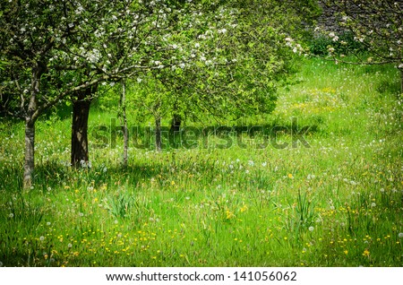 A beautiful meadow with wild flowers in early Summer in England, UK