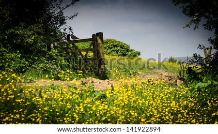 Summer meadow int he UK with buttercups and an old wooden gate with pigeon on.