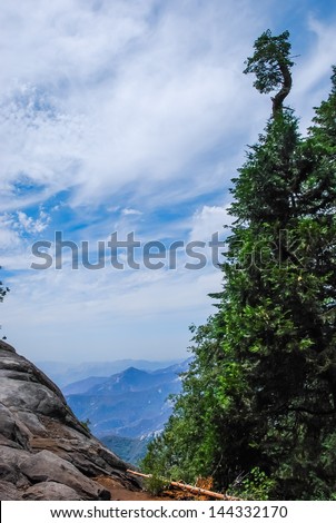 A Tall tree with a view into the distant mountains, taken in the Giant Forest of Sequoia National Park in Tulare County, California. taken in 2007