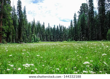 Lush wild meadows, taken in the Giant Forest of Sequoia National Park in Tulare County, California. taken in 2007