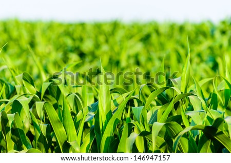 View of still unripe maize plants growing on the field