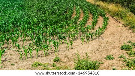 High resolution photo showing a still-growing field of maize