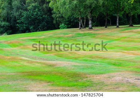 A golf course fairway in summer with scorched / burnt grass due to high temperatures