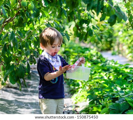 A little boy looking at his messy hands at a fruit picking farm