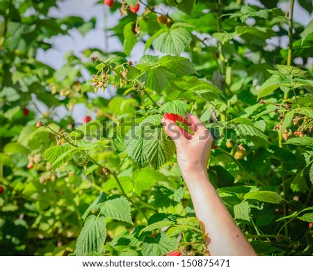 Picking raspberries from a tall plant at a fruit farm