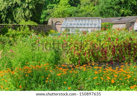 Glorious summer flowers in an english allotment with greenhouse in distance