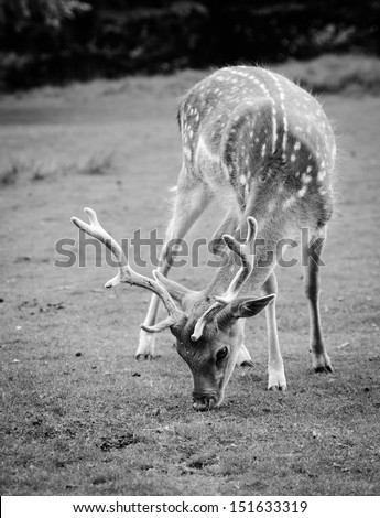 A young deer grazing, in black and white