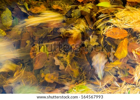 Autumn leaves underwater with surface leaves swirling