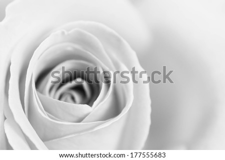 A beautiful high resolution rose in black and white