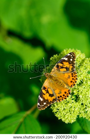 A beautiful high resolution Painted Lady Butterfly in natural surrounding