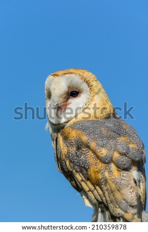 A barn owl perched against blue sky