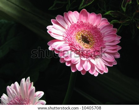 two pink daisy flowers on dark background with space for text on a curvy path between them