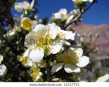 desert flower blooming in red rock canyon