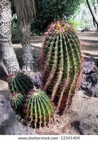 cacti in desert garden