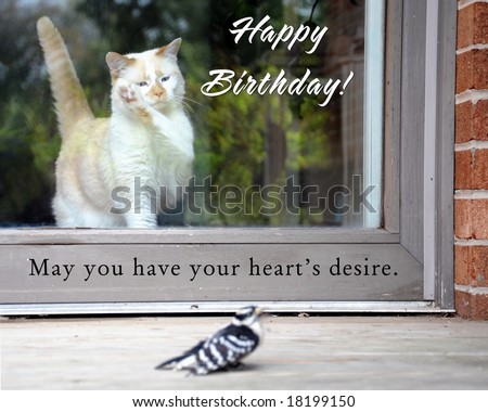 happy birthday greetings with cat and bird, focus on cat