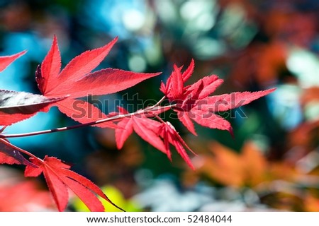Japanese red maple  (acer palmatum rubrum)