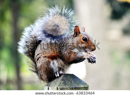 squirrel gathering nuts for winter, concept preparation