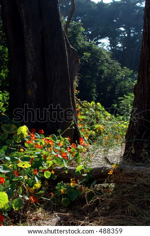 Ground flowers in a forest