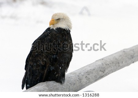 Eagle sitting on branch during a snow storm in Homer, Alaska