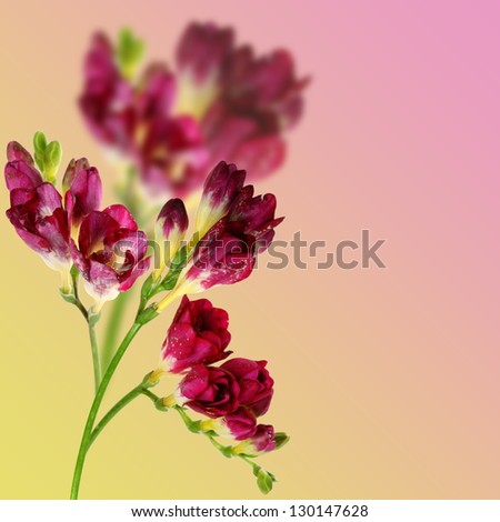 burgundy flowers on a colored background