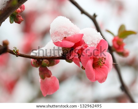 blossoming fruit  branch under snow