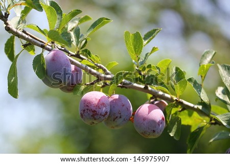 plums on a branch of plum tree