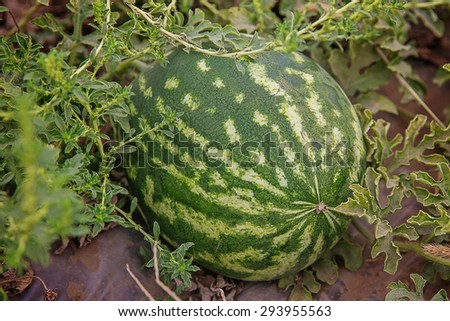 Watermelons plantation.Ripe watermelons on a field.