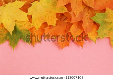Maple leaves isolated on pink velveteen