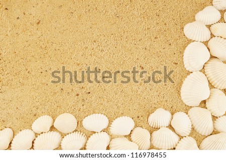 Seashells on sand background with room for text