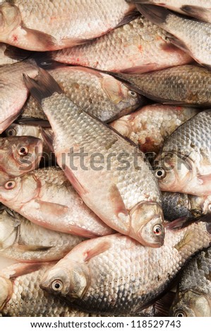 Fresh carp fish background