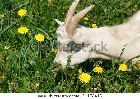 Young cute goat on flowers background