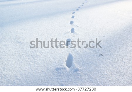 Footsteps in the blue snow