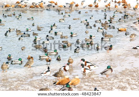 Waterfowl, many birds in the winter lake