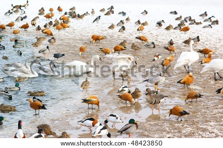 Waterfowl, many birds in the winter lake