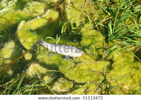 Dead fish in the contaminated lake water