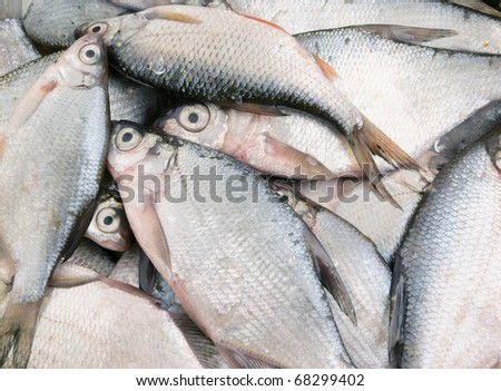 Fresh fish background