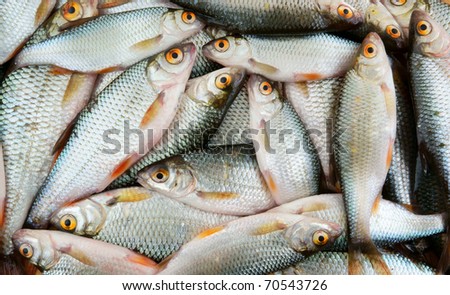 Fresh roach fish background
