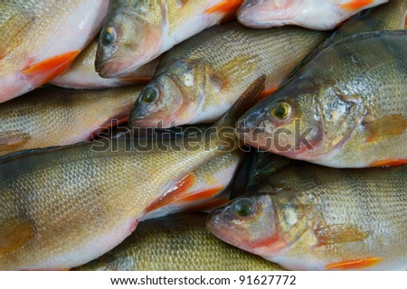 Fresh perch fish background