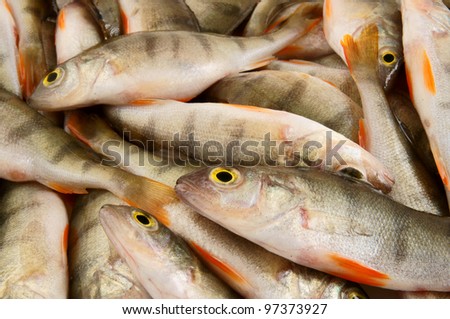 Fresh perch fish background