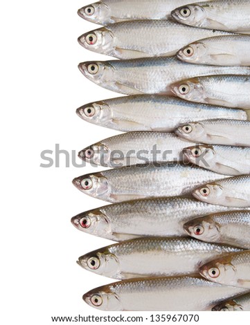 Bleak fish isolated on white background