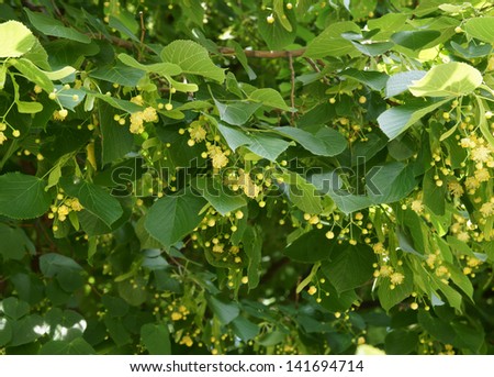 Blossoming linden tree (lime tree)