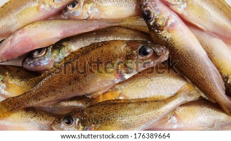 Fresh ruffe fish background, Gymnocephalus cernua