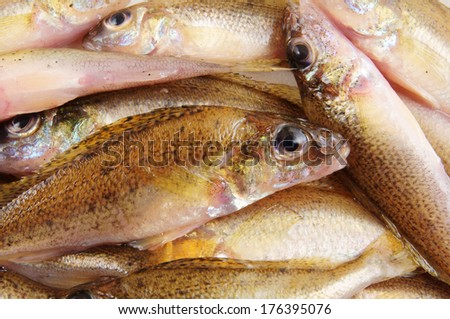 Fresh ruffe fish background, Gymnocephalus cernua