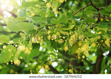 Blossoming linden tree (lime tree