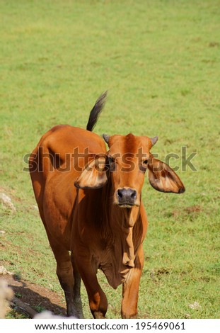 Angry brown cow with room for text