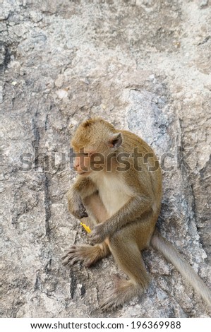 Monkey thinking on gray rock close up, with room for text