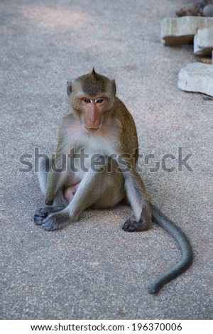 Monkey sitting and thinking on the road