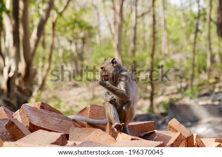 Monkey eating candy in forest
